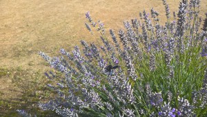 black bumble bee in central france