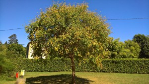 tree with leaves that fall as pyramids and blow in the wind