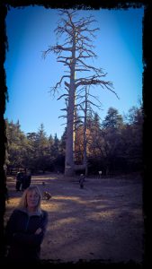 Cedar forest near azrou morocco monkes everywhere