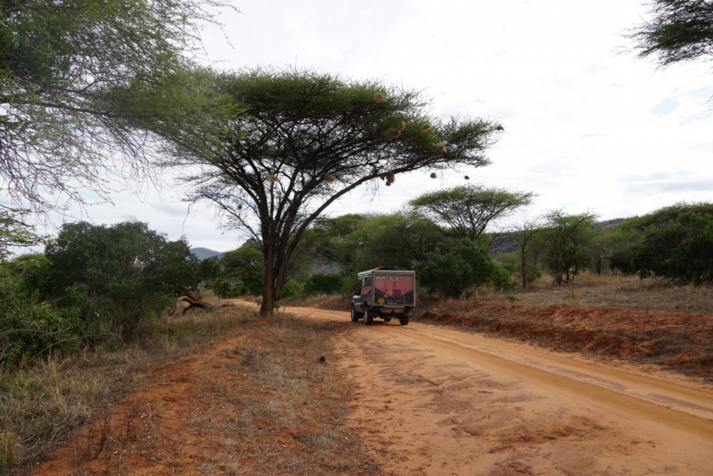 Funny treees in Kenya