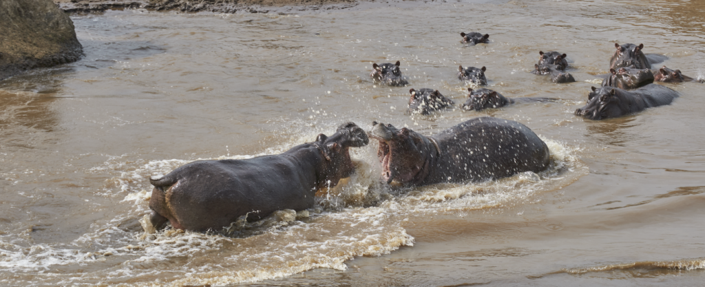 hippos in big fight in river