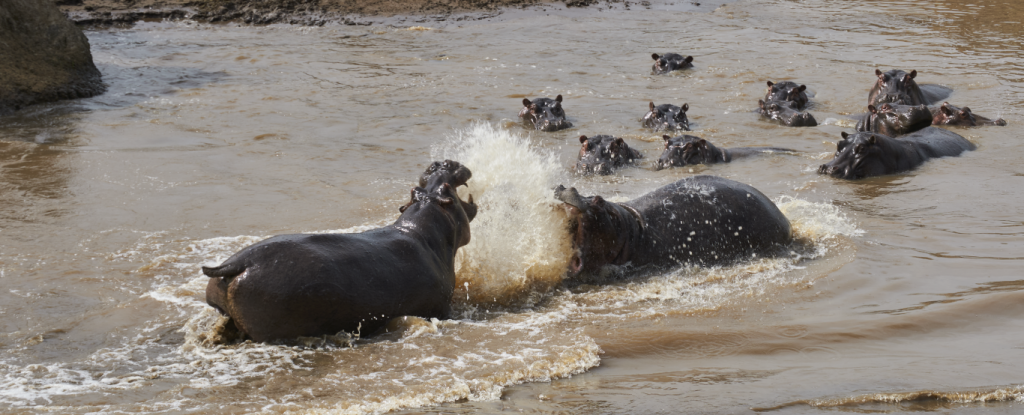 hippos fighting