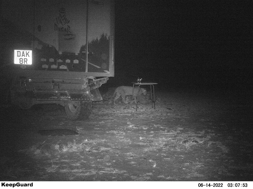 leopard in Kenya NP campsite