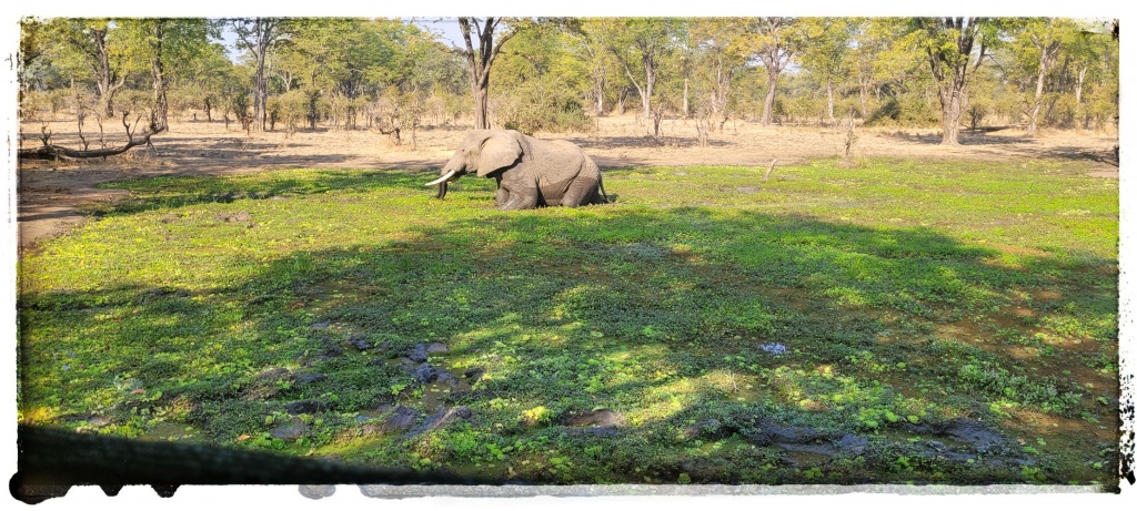 elephants in campsite 