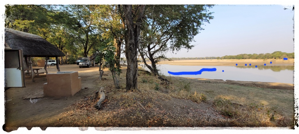 lion swims zambian river into campsite