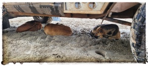 campsite dogs slet under Dogger'