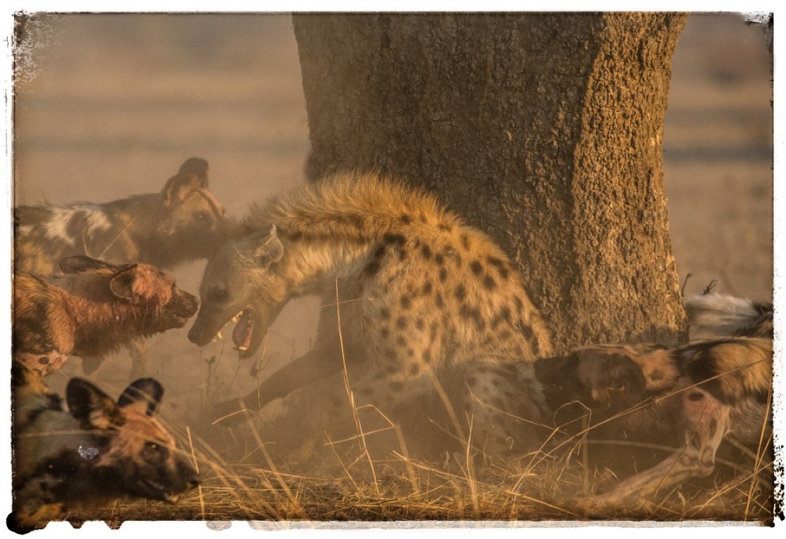 Wild dogs of South Luangwa