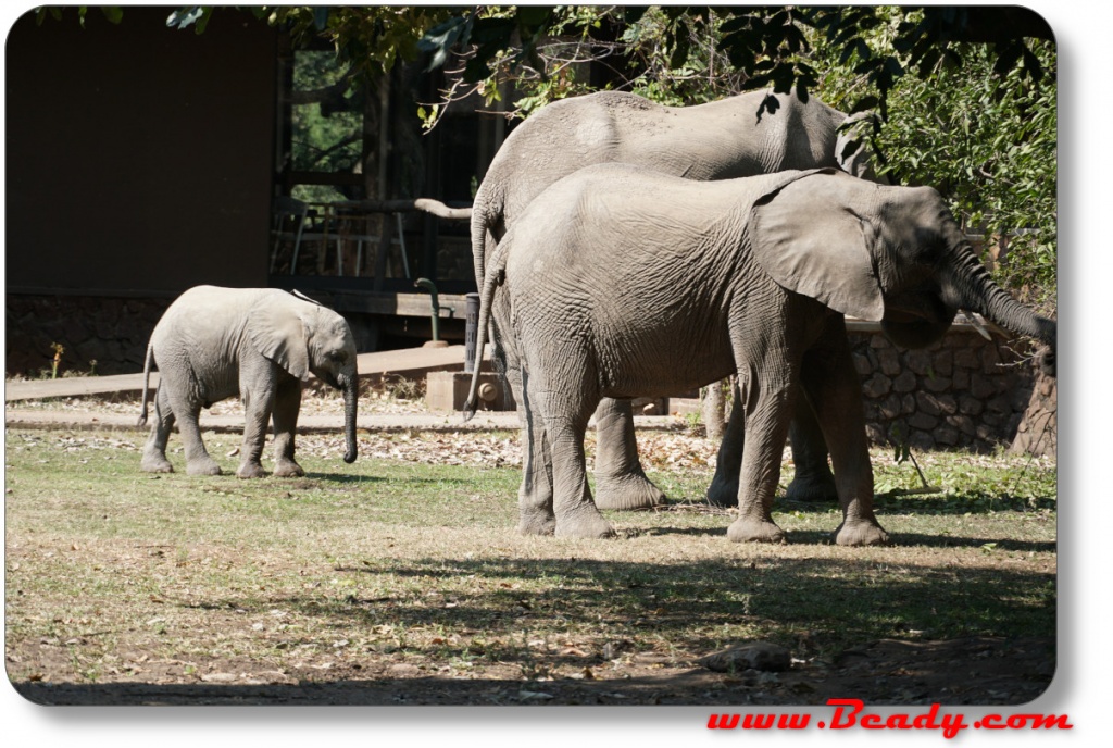 elepants invading  african safari lodge
