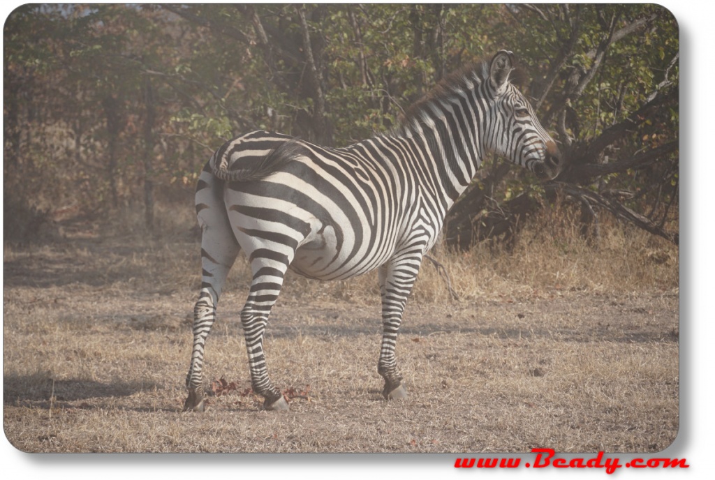 zebra in zambia