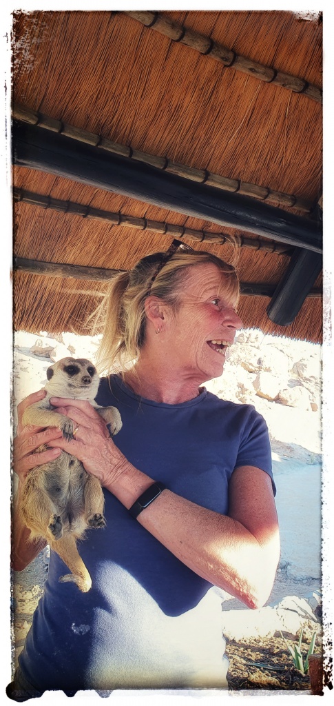 tame meerkats in Namibia