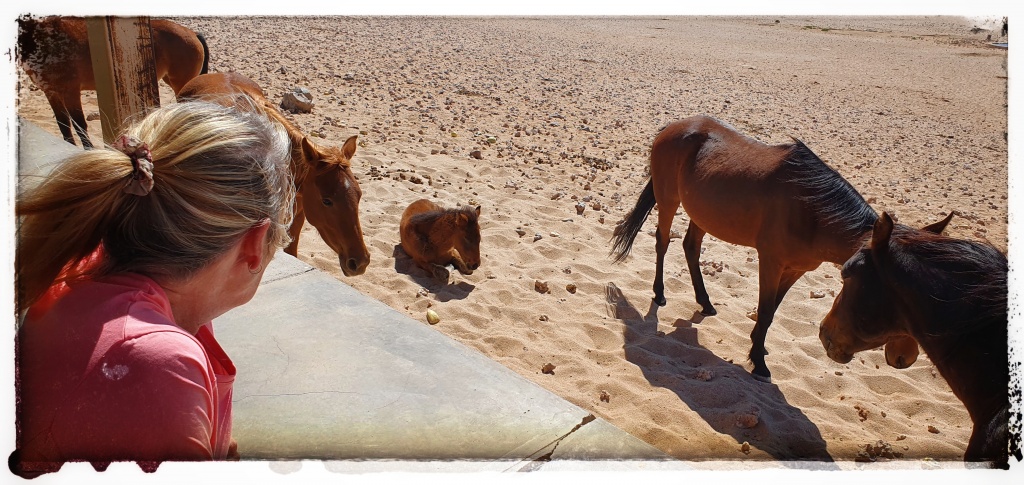 feral horses of namibia
