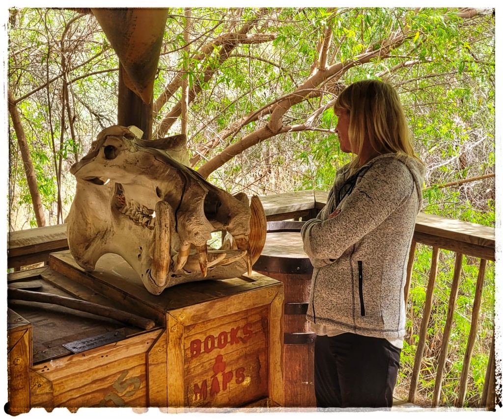 hippo skull