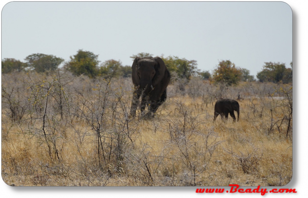 elephants charging range rover