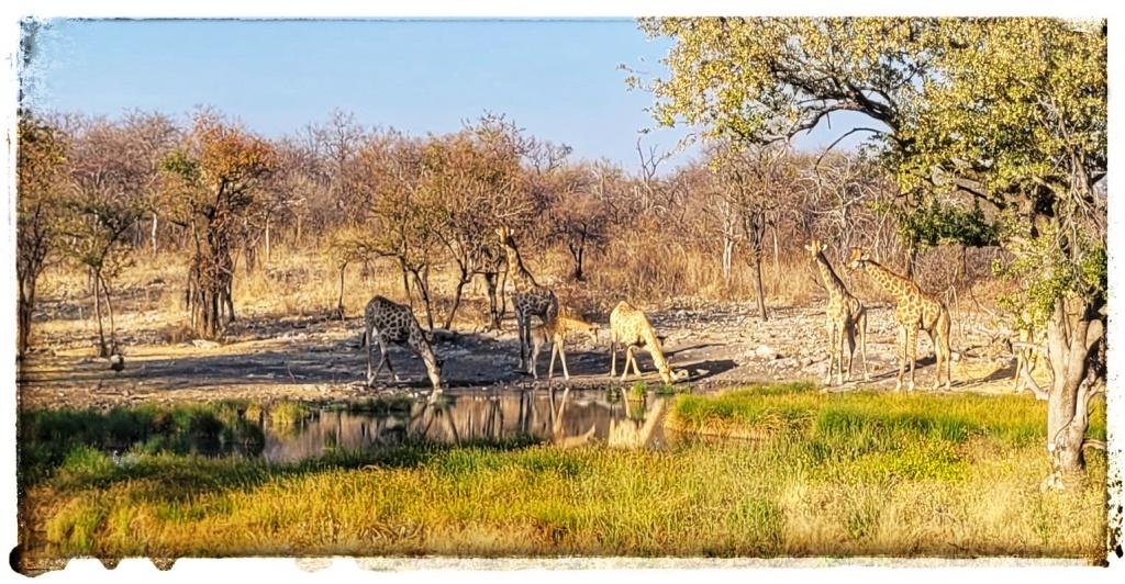none girrafes drinking at water hole in etosha national park with male lion watching