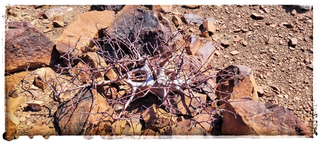wierd tree in namibian desert