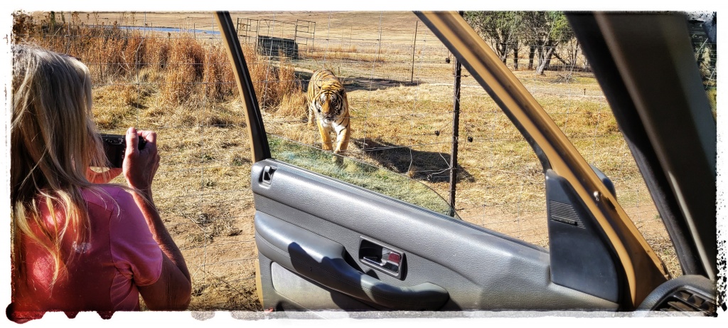 tigers in south africa