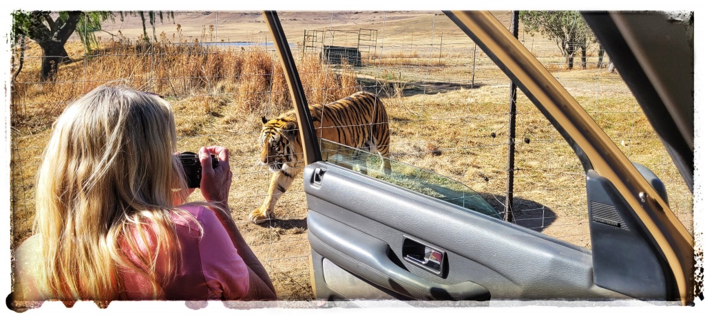 tigers in south africa