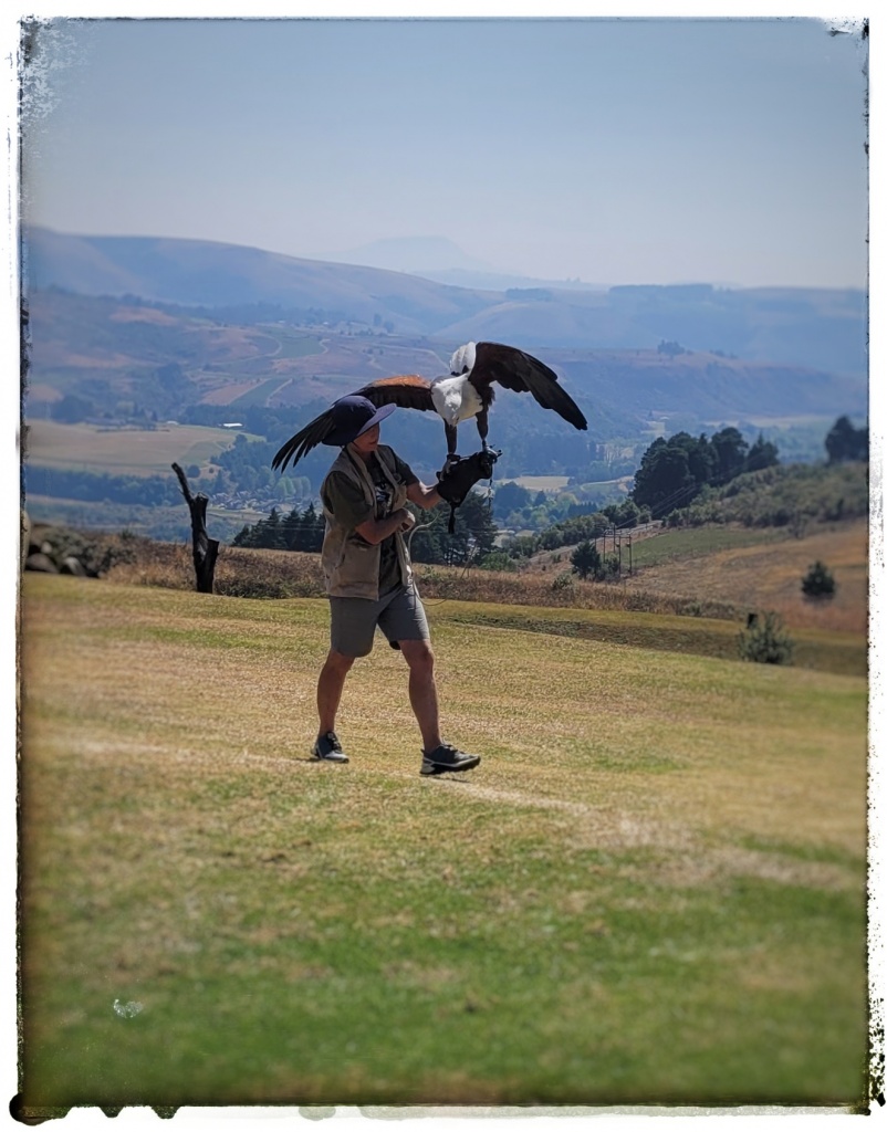 african fish eagle