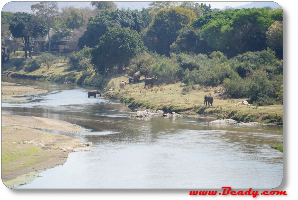 elephants in the river