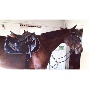 Crystal stylishly modelling 'Equestrian world of Maynooth' saddle cloth.