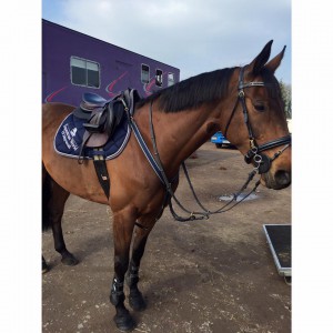 Crystal before jumping the newcomers 1.10 at South View Easter show. Wearing my Equestrian world of Maynooth Saddle cloth.