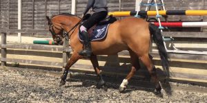 Tioren schooling happily before his first jump in nearly a year.