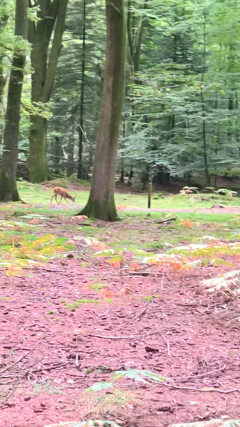 Deer in the new forest , Range rover camper P38