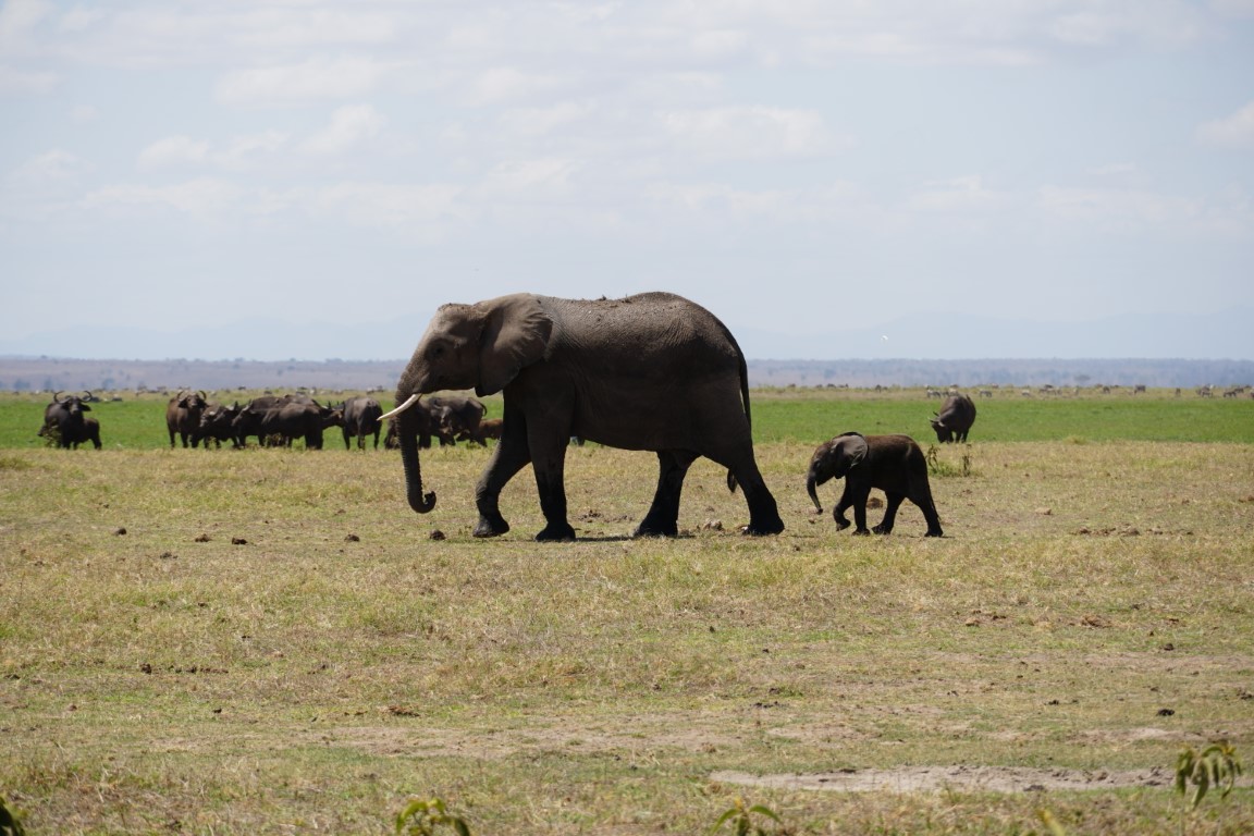 Amboseli NP is where it is all at no in the Masai Mara