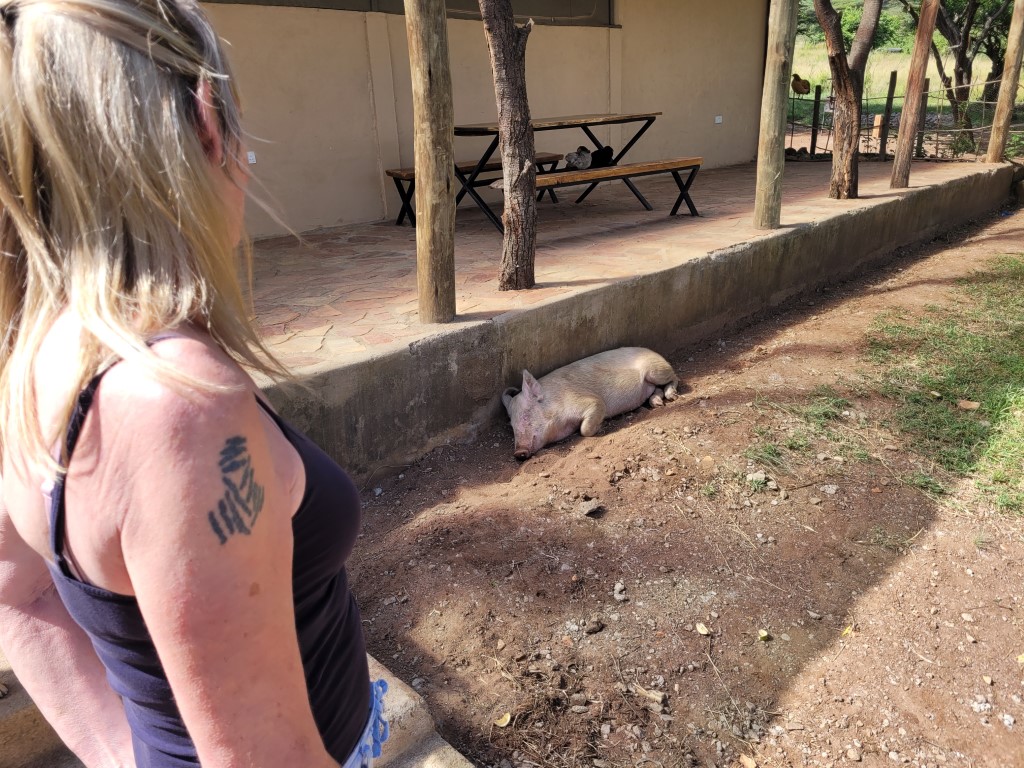 lazy pig at Oseki camp site Mara