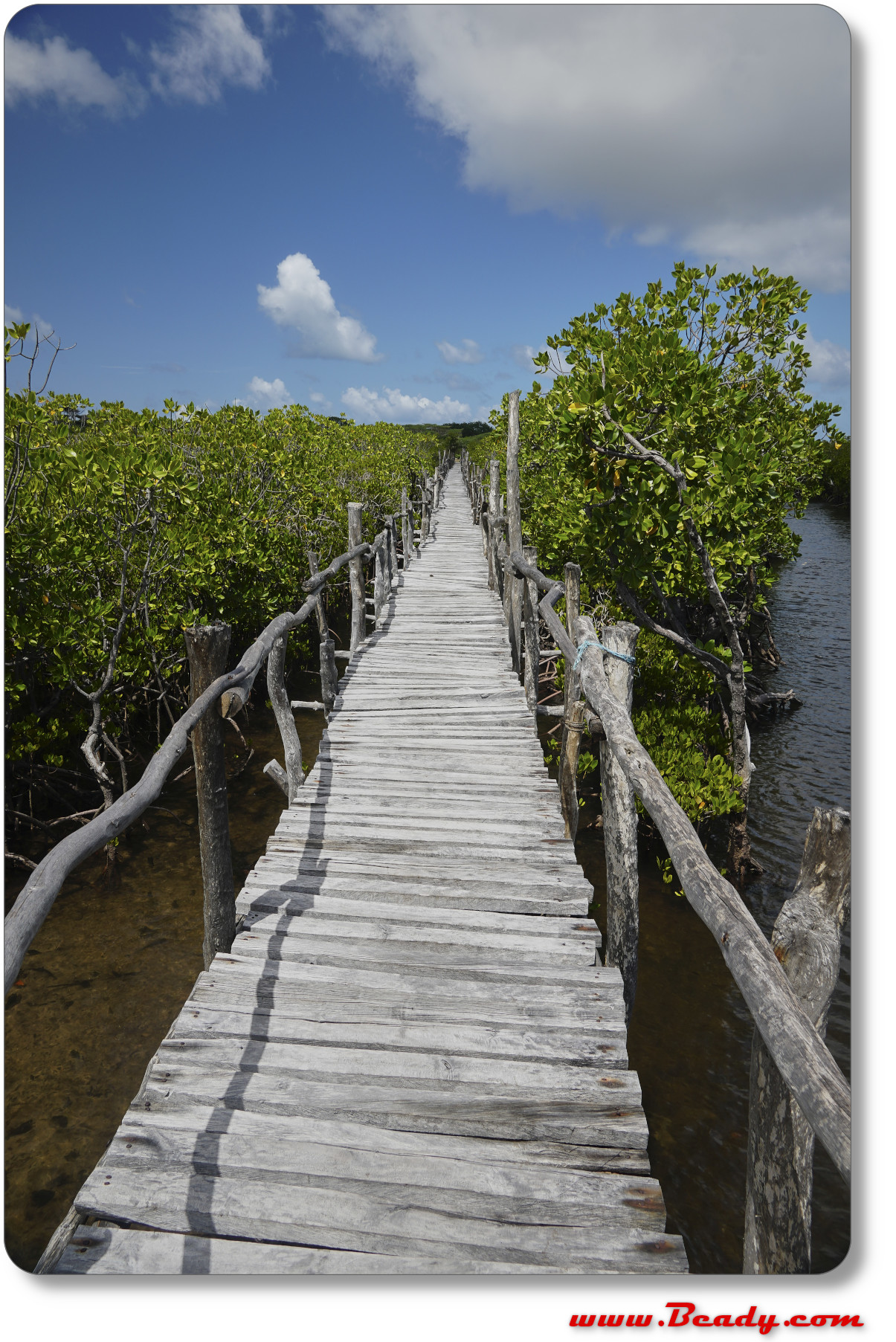the boardwalk across the mangrove swamps of Lamu