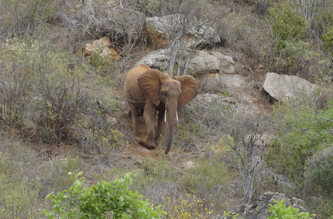 Tsavo National park ,Leopards and elephants on day 1